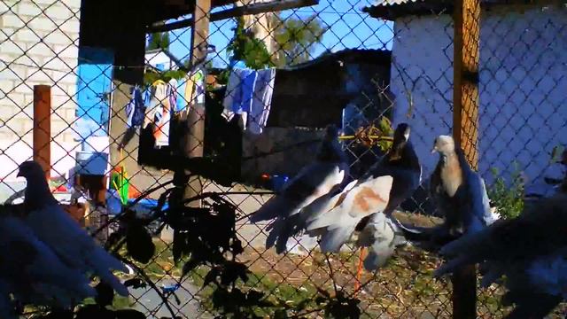 Голуби Кз . ТАСМАНЫ рабочие.племенной состав. смотреть онлайн