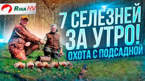 7 селезней за утрянку! Охота с подсадной в Беларуси.