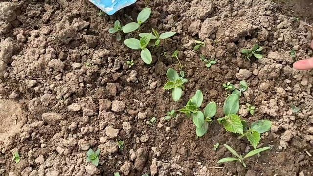 Огурцы в открытом грунте, Всходы. Подкормка. Уход смотреть онлайн