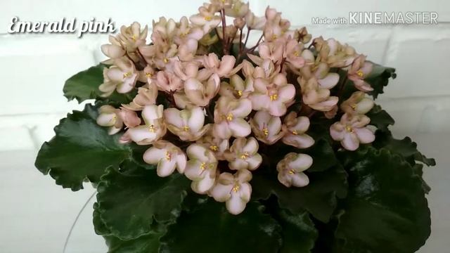 Фиалка Emerald pink смотреть онлайн