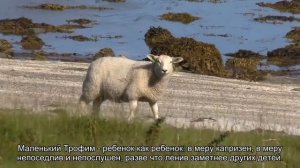 Значение имени Трофим. Толкование, судьба, характер