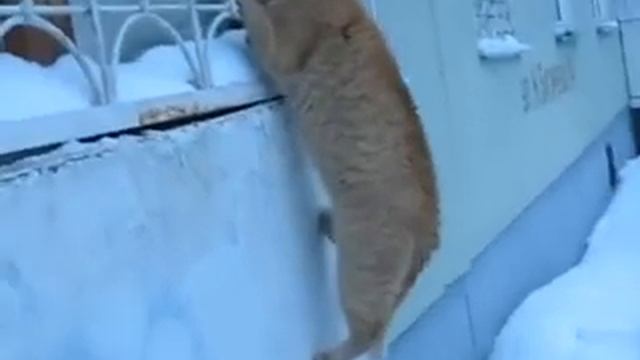 Котик зовет гулять свою возлюбленную смотреть онлайн