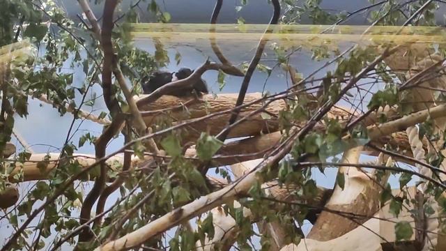 vlog: Новосибирск смотреть онлайн