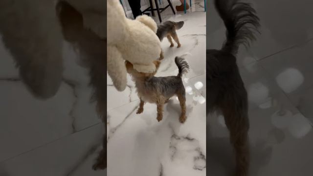 Йоркширский терьер рвёт игрушку смотреть онлайн