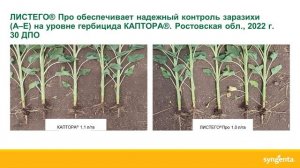 Экспертный совет по подсолнечнику-2023. Решения и инновации