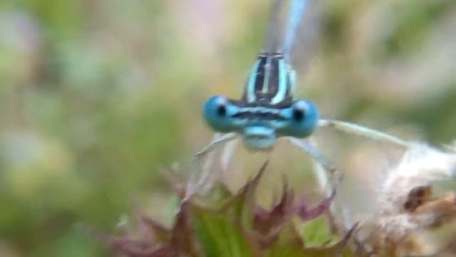 Видео Стрекоза Макросъёмка - dragonfly смотреть онлайн