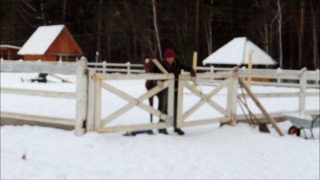 Заездка молодой лошади. Как объездить лошадь. Видео про лошадей. смотреть онлайн