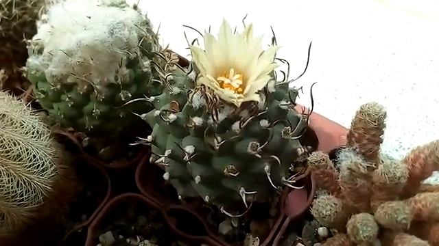 Цветение на 11 мая. Укоренение кактусов. Продолжительность цветения эхинопсисов Echinopsis hybr.