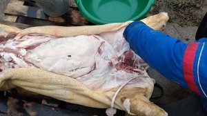 Вытаскиваем ливер у поросёнка нутровка или свежевание свиной туши