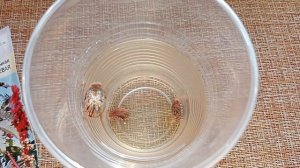 КЛЕЩЕВИНА ОБЫКНОВЕННАЯ. Посев семян.