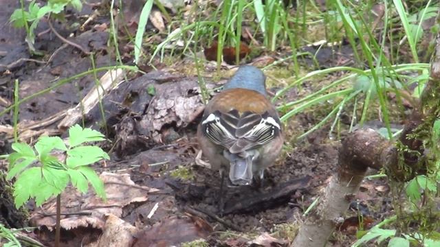 Лемеза Контрасты смотреть онлайн