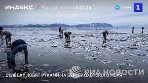 Селёдку ловят руками на берегу Охотского моря