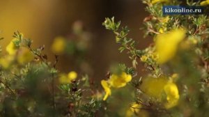 Осенняя видеозарисовка про красивую осень