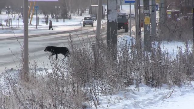 собаки улица зима смотреть онлайн