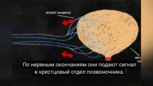 В городе Дмитров Московской области открылось урологическое отделение телефон +79060748485