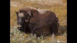 Овцебык это сила!!!