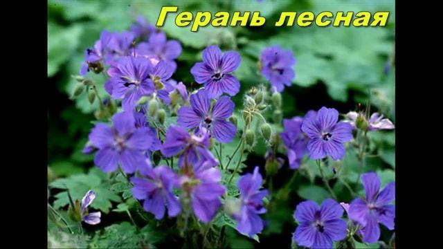 Цветы комнатные, полевые , садовые украшают нашу жизнь show0 смотреть онлайн