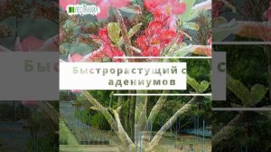 Адениум Сомалийский Сомалэнс, Семена