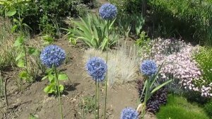 Лук голубой (A. caeruleum Pall.)