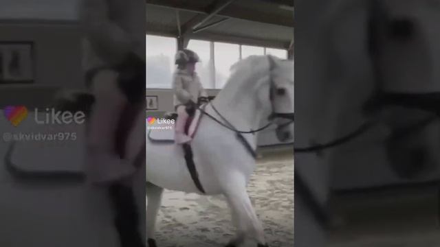 Конный спорт ? Видео про лошадей смотреть онлайн