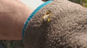 Наши пчёлки активно несут пыльцу.