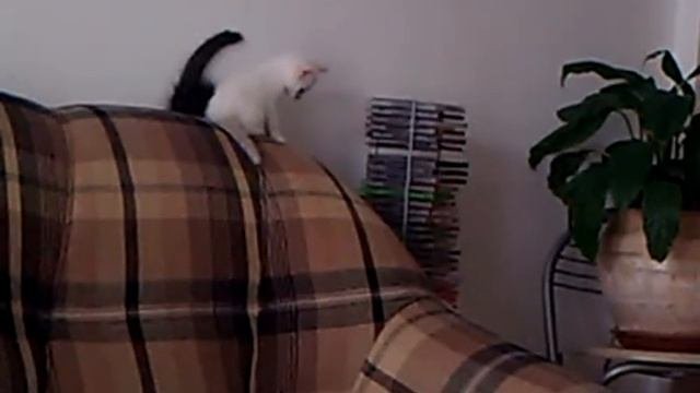 ТЮМЕНЬ - Тайские котята - ОТДАМ в Добрые РУКИ! Звоните!