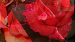 РОЗА КРАСНАЯ МОЯ