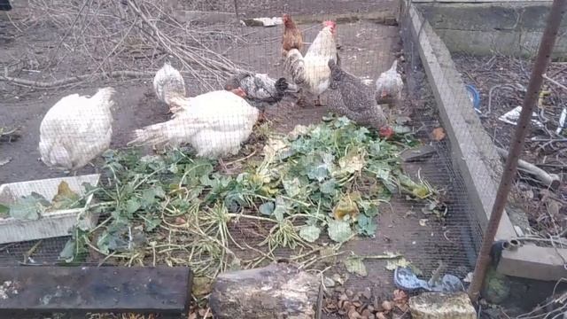 Поездка за рапсом, витамины для кур.