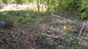 Как купить хорошую, удойную козу. Советы новичку.