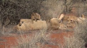 Мир животных Африка 2019