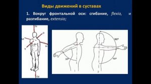 Артросиндесмология. Соединения костей туловища. Потоки В, Д. 26.09.2022 - 14:15