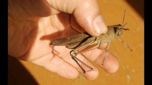 Окружающий мир 2 класс ч.1, тема урока "Будь природе другом!", с.92-97, Школа России.