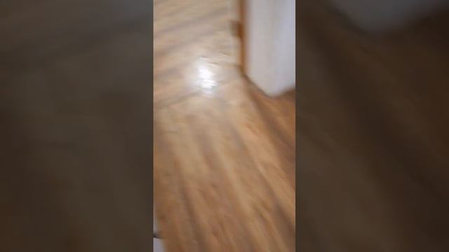 Щенки БШО бегают по дому. Веселая компания. #puppies #бшо #щенки #щенкибшо #собаки смотреть онлайн