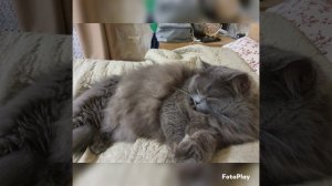 пушистый котик