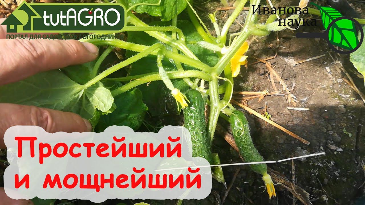 УРОЖАЙ ДО НЕБЕС! ФОРМИРУЕМ ПЛЕТИ ОГУРЦА. ПРОСТЕЙШИЙ и МОЩНЕЙШИЙ способ. МОЙ принцип ПИРАМИДЫ.