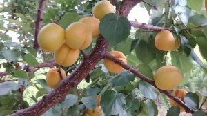 Абрикос Эрли Рэд Оранж . Десертный, ранний сорт. Обзор от Макси Сад.