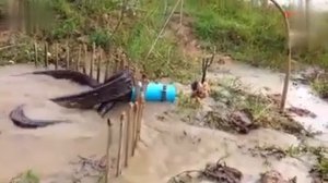 Как убивают змей в Австралии