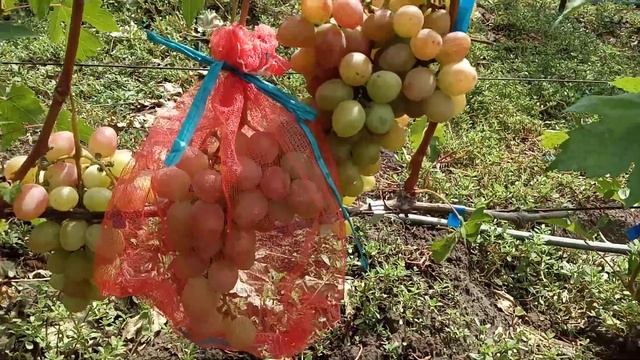 Сорт винограда Хэллоуин и грозди на сеянце 16 августа . Виноградник Щереденкова В. А смотреть онлайн
