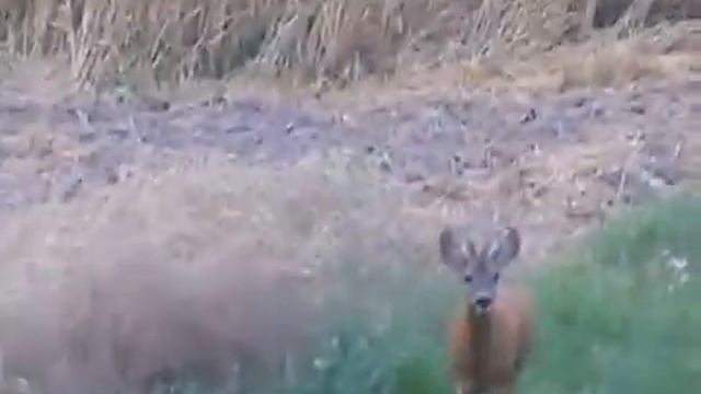 Как работает манок на косулю. (Субтитры с советами). смотреть онлайн