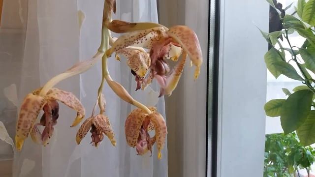 Ανθοφορία Στανχοπεας(Stanhopea oculata)-ρεκόρ η νόρμα? смотреть онлайн