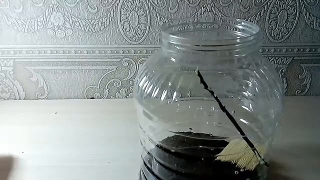 Делаю Террариум для богомолов Cremobroter gemmatus смотреть онлайн