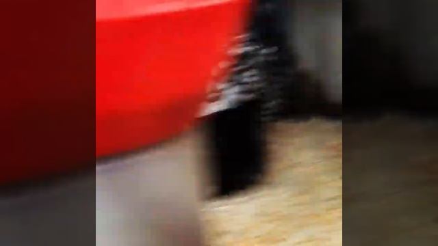 Куры породы орпингтон, окрас серебро чёрно-окантованное, в моём хозяйстве 16.02.2019г. смотреть онлайн