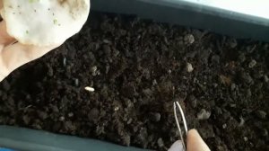 Проросли семена земляники. Пересаживаю