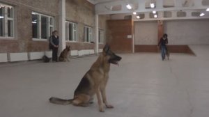 Занятие по дрессировке: тренировка ОКД. Тольятти, 11 ноября 2015.