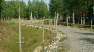 Зоопарк "Ноев ковчег" Окуловский район Новгородская область. Лето 2023 года.