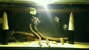 Как кормить аквариумную рыбу. Скалярии веганы .