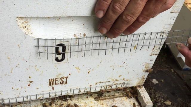 Simple DIY hive mouse guard смотреть онлайн