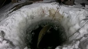 Такому улову позавидует каждый рыбак. Проверка перемета 22.12.2023.