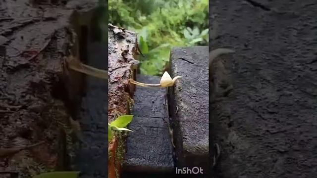 #залипательноевидео
