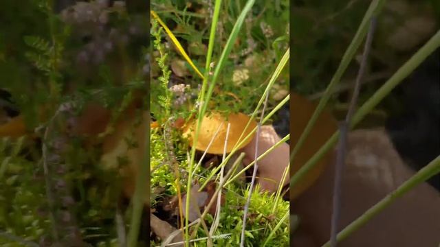 Гриб подосиновик желто-бурый. смотреть онлайн